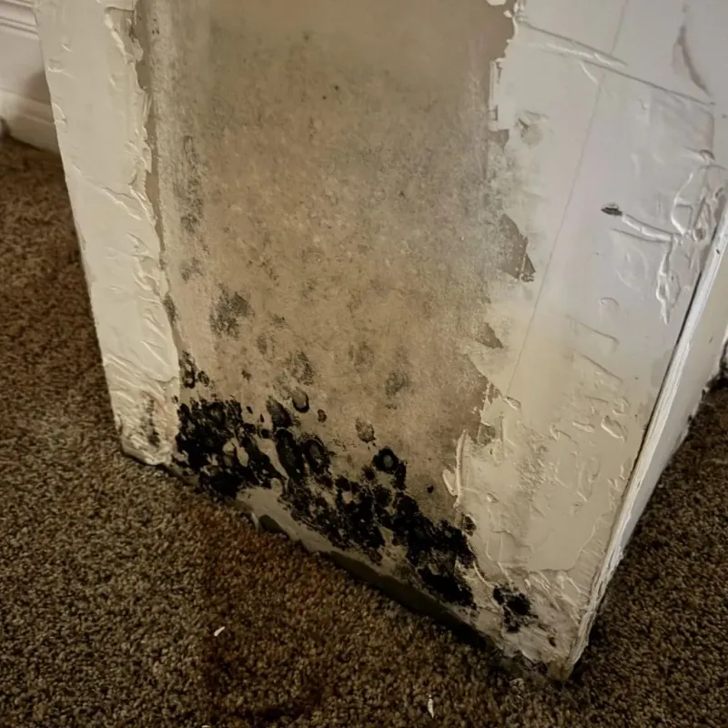 Professional Mold Removal in March Air Force Base, CA